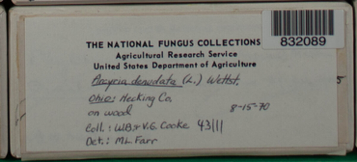 Arcyria denudata image